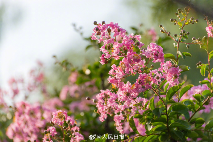 8月开花赏花盛宴地图:从城市公园到乡村小径,探寻夏日余晖下的花卉宝藏