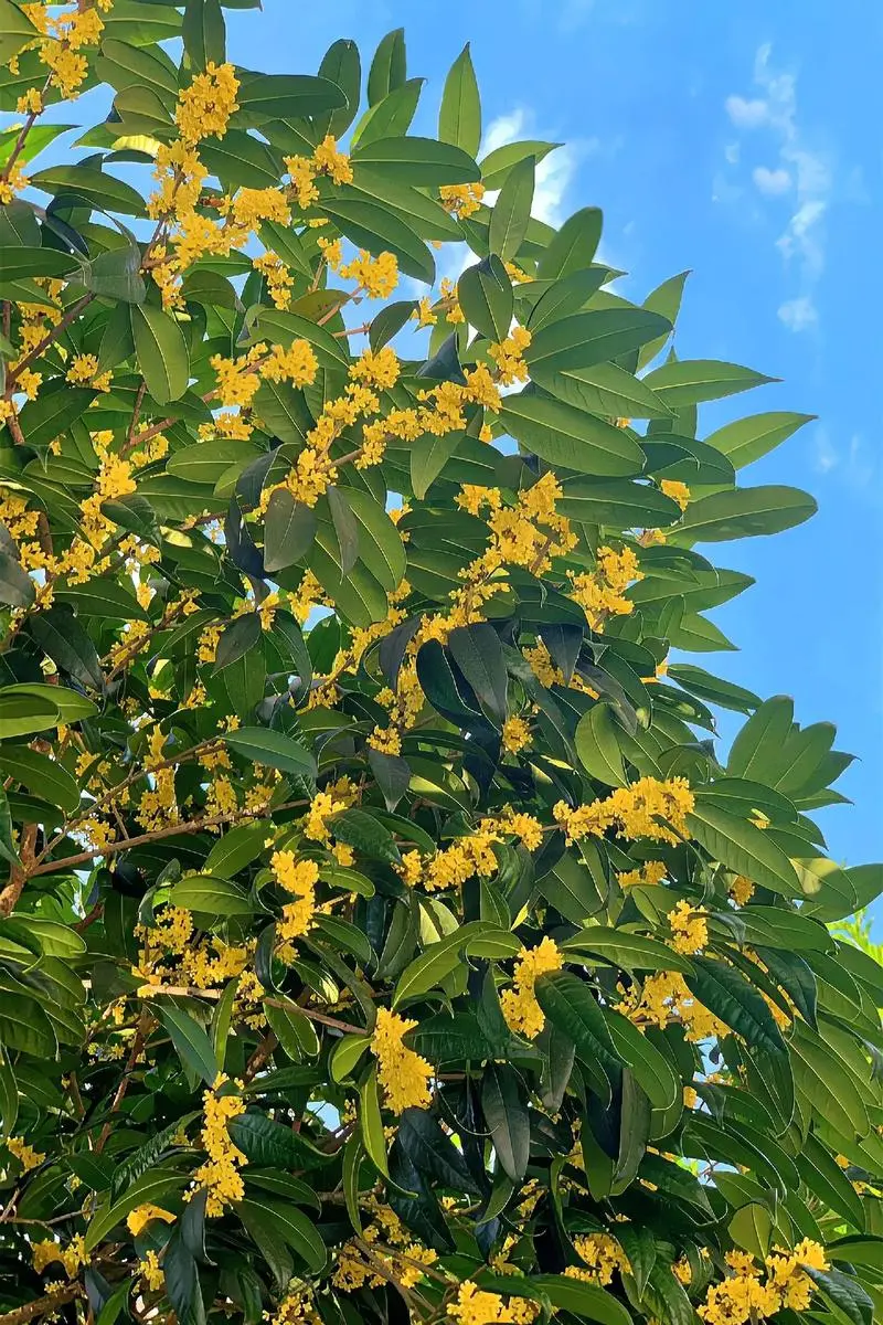 8月开花赏花盛宴地图:从城市公园到乡村小径,探寻夏日余晖下的花卉宝藏