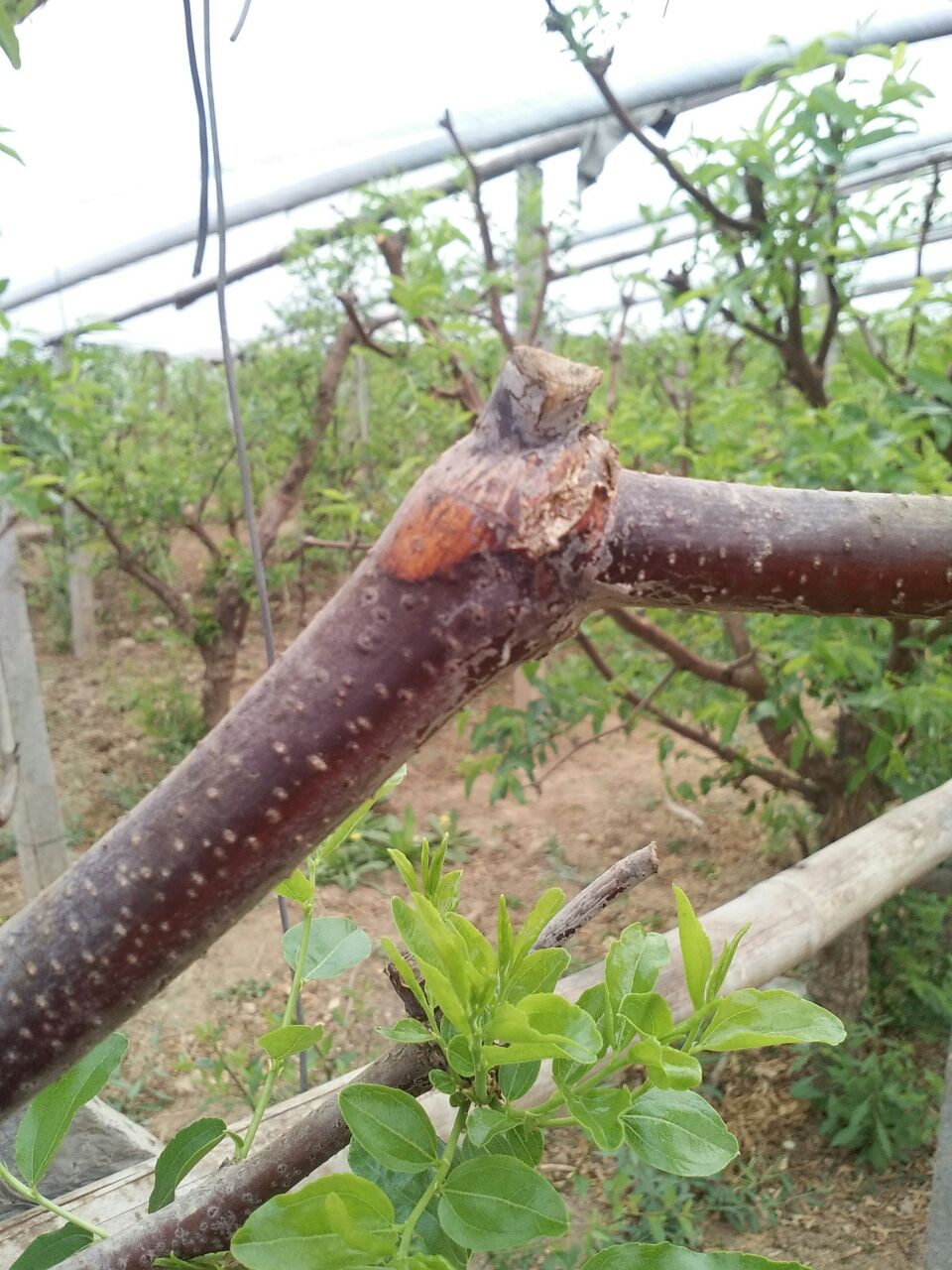大枣树腐烂病救治方法:精准刮除病斑,综合治疗与树体恢复并重