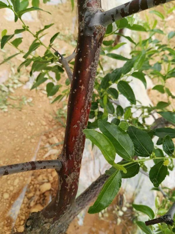 大枣树腐烂病救治方法:精准刮除病斑,综合治疗与树体恢复并重