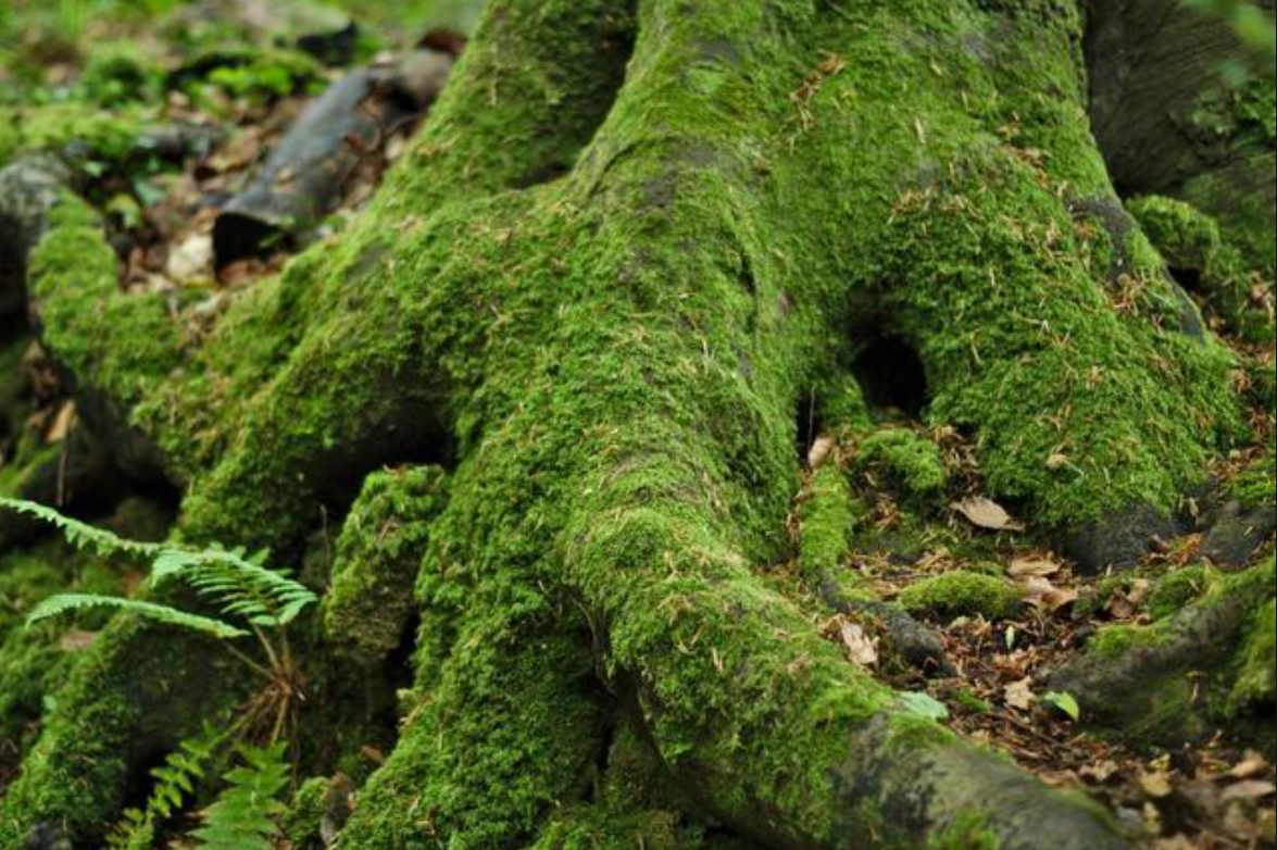 <strong>青苔危害和构建多防线防治，从物理清除到生物抑制，保障果林</strong>