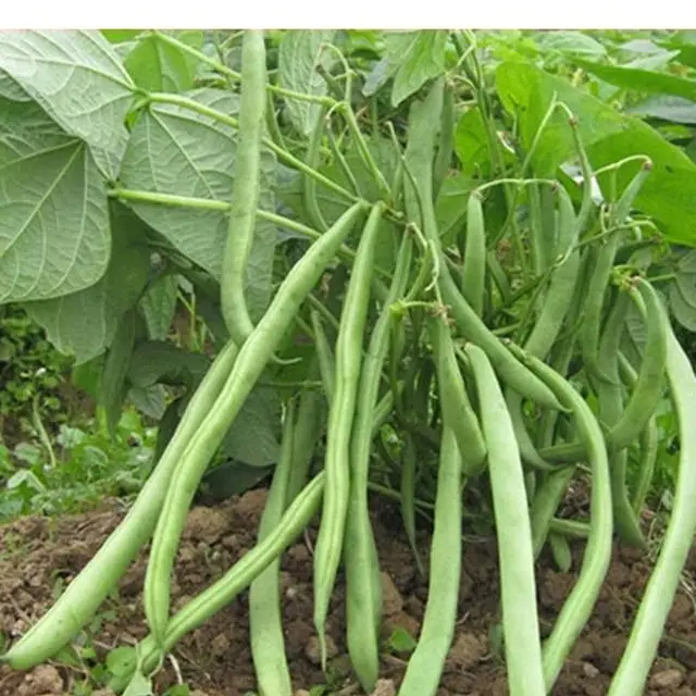 四季豆是一年四季都有的吗?探索其全年供应的种植与市场机制