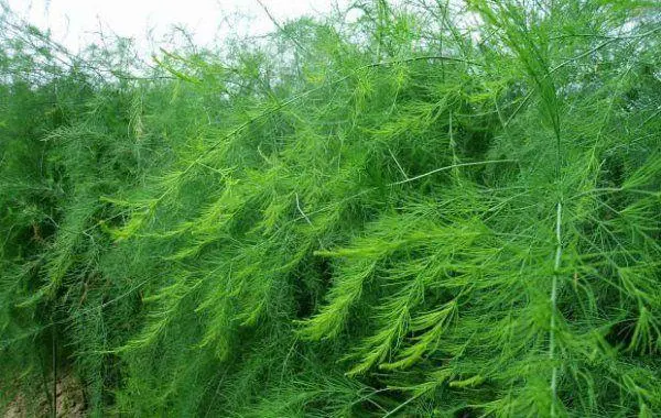 芦笋喜阳还是喜阴?科学解析其光照偏好与生长习性