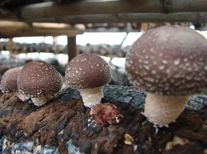 <strong>香菇栽培技术与管理方法，构建优质菌床，科学管理，提升香菇</strong>