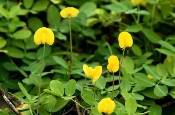<b>花生为何上开花下结果？从花粉传播到地下果实发育，探索其生长奥秘</b>