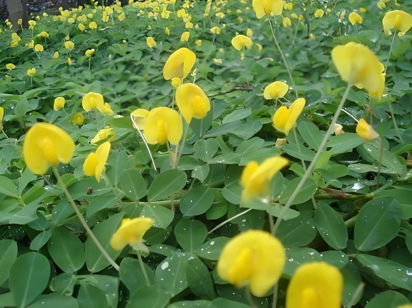 花生为何上开花下结果?从花粉传播到地下果实发育,探索其生长奥秘