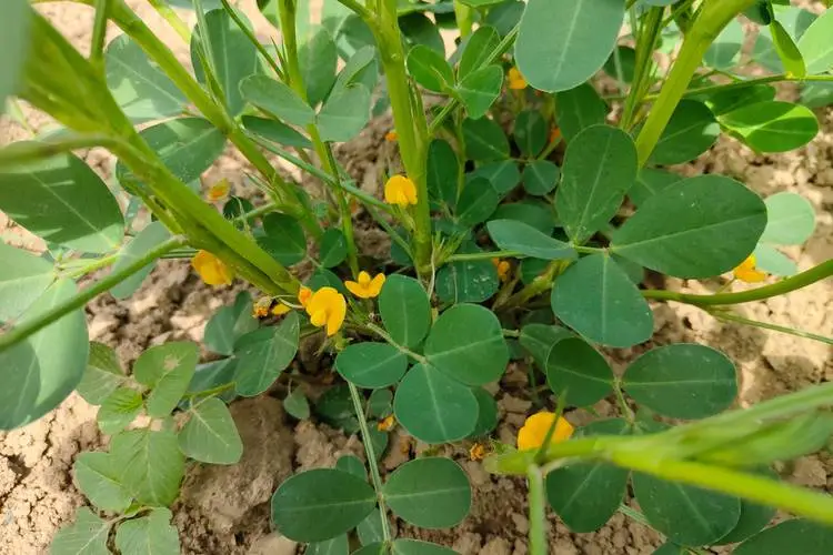 花生为何上开花下结果?从花粉传播到地下果实发育,探索其生长奥秘