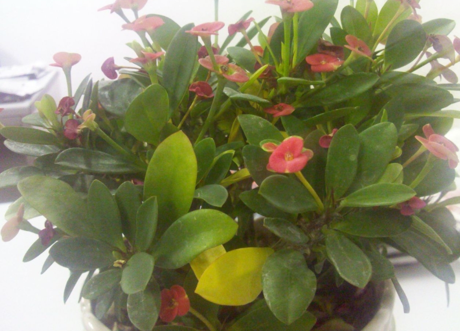 <b>虎刺梅叶子发黄：从光照到水分科学管理，确保叶片健康与植物生长</b>