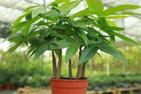 <b>发财树有毒吗？全面解析其无毒真相与室内养殖让家居更添财气与生机</b>