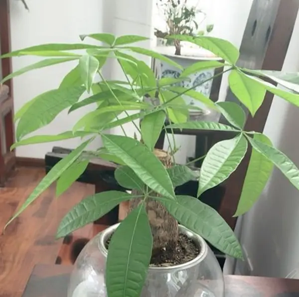 发财树有毒吗?全面解析其无毒真相与室内养殖让家居更添财气与生机