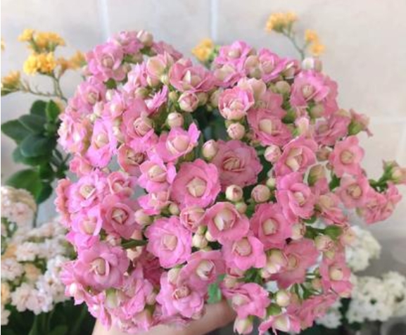 <b>长寿花开花时间和条件揭秘：如何在冬春之际展现迷人风采</b>