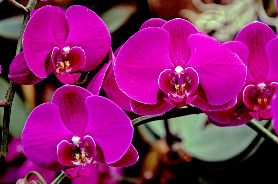 <b>蝴蝶兰是兰花吗？同科异彩，共绘花卉世界的美丽画卷</b>
