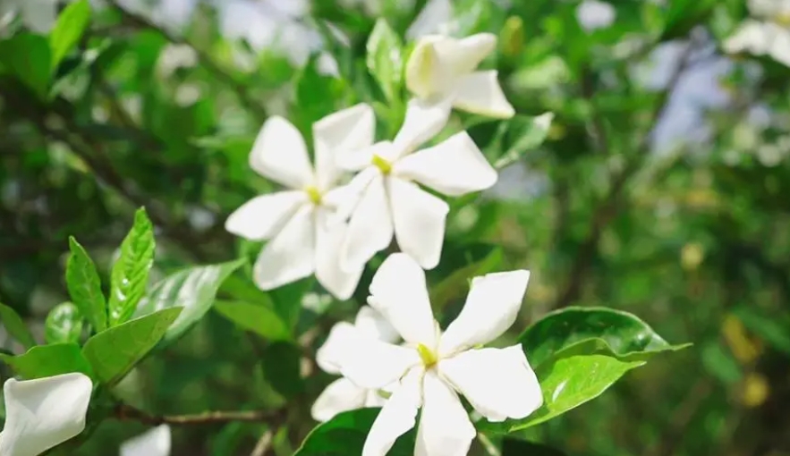 <b>栀子花-破解不吉利的传言，科学看待花卉文化</b>