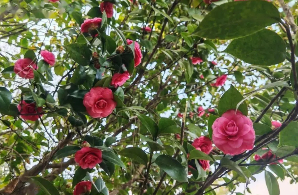 <b>茶花怎么养才长得好？综合养护技巧，轻松打造繁花似锦的阳台</b>