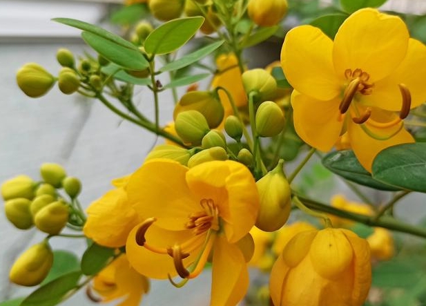 <strong>粉花决明花语：温柔的宣言，传递温柔情感的使者</strong>