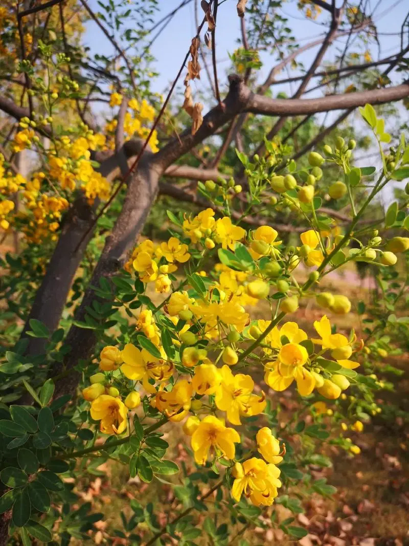 粉花决明花语:温柔的宣言,传递温柔情感的使者