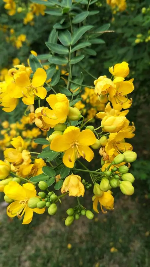 粉花决明花语:温柔的宣言,传递温柔情感的使者