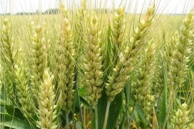 <strong>小麦为何叫小麦？小麦与大麦的命名逻辑及植物学区别对比</strong>