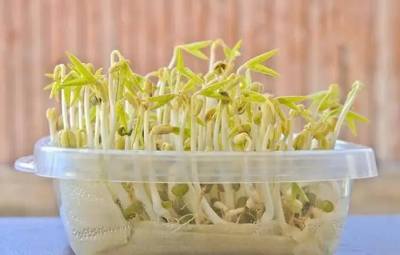 <b>绿豆芽怎么发豆芽的步骤全程指南，享受自家轻松培育新鲜豆芽</b>