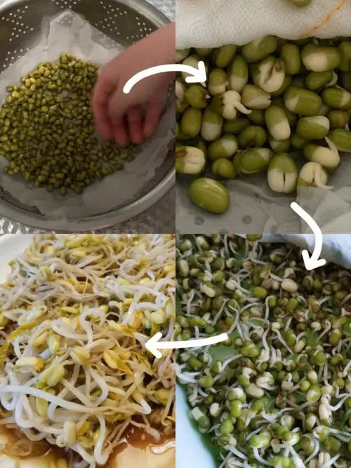 绿豆芽怎么发豆芽的步骤全程指南,享受自家轻松培育新鲜豆芽