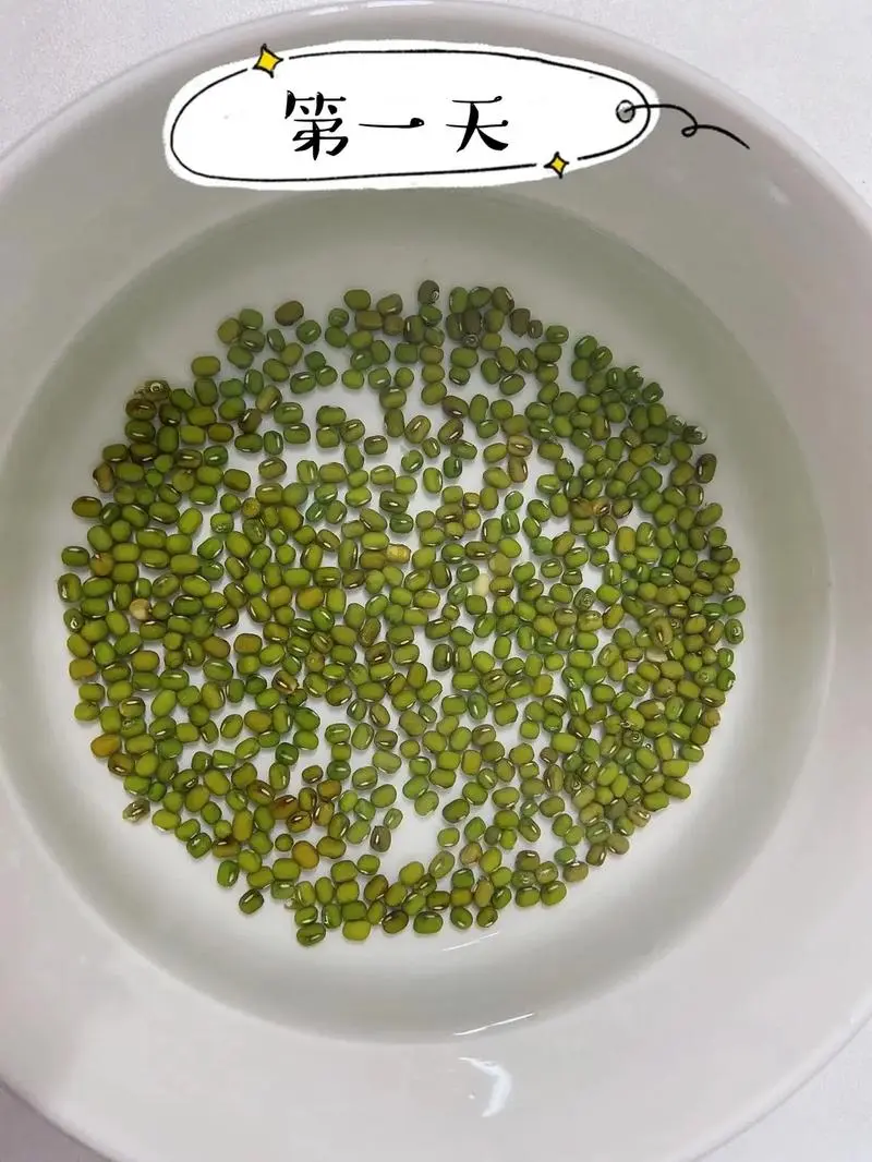 绿豆芽怎么发豆芽的步骤全程指南,享受自家轻松培育新鲜豆芽