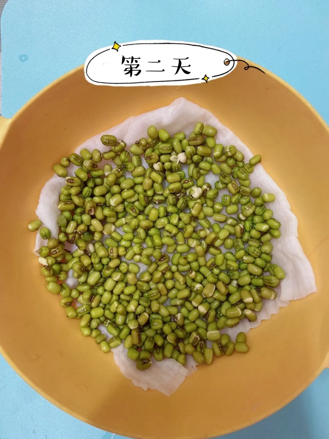 绿豆芽怎么发豆芽的步骤全程指南,享受自家轻松培育新鲜豆芽