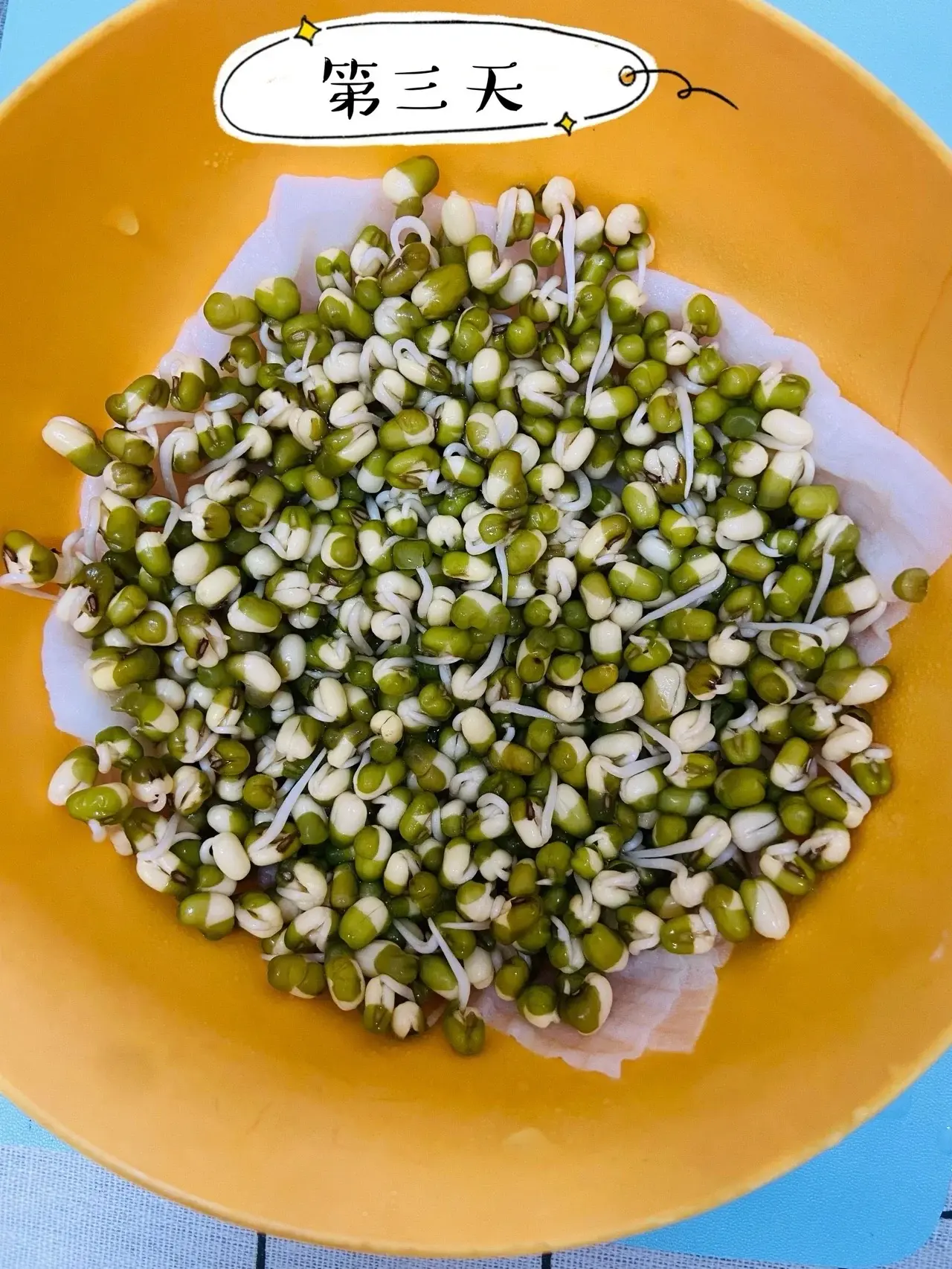 绿豆芽怎么发豆芽的步骤全程指南,享受自家轻松培育新鲜豆芽