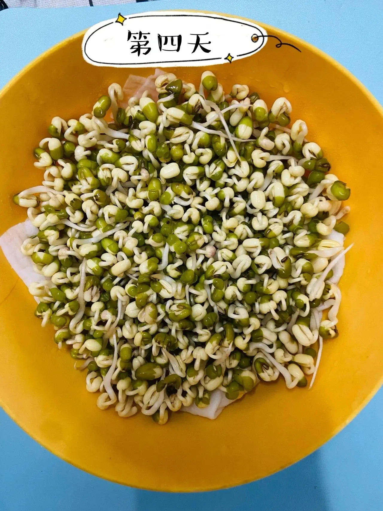 绿豆芽怎么发豆芽的步骤全程指南,享受自家轻松培育新鲜豆芽