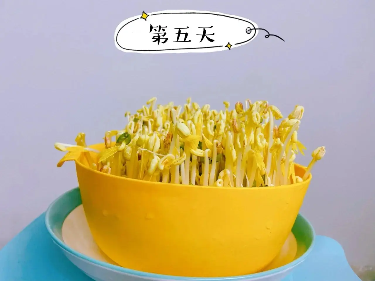 绿豆芽怎么发豆芽的步骤全程指南,享受自家轻松培育新鲜豆芽