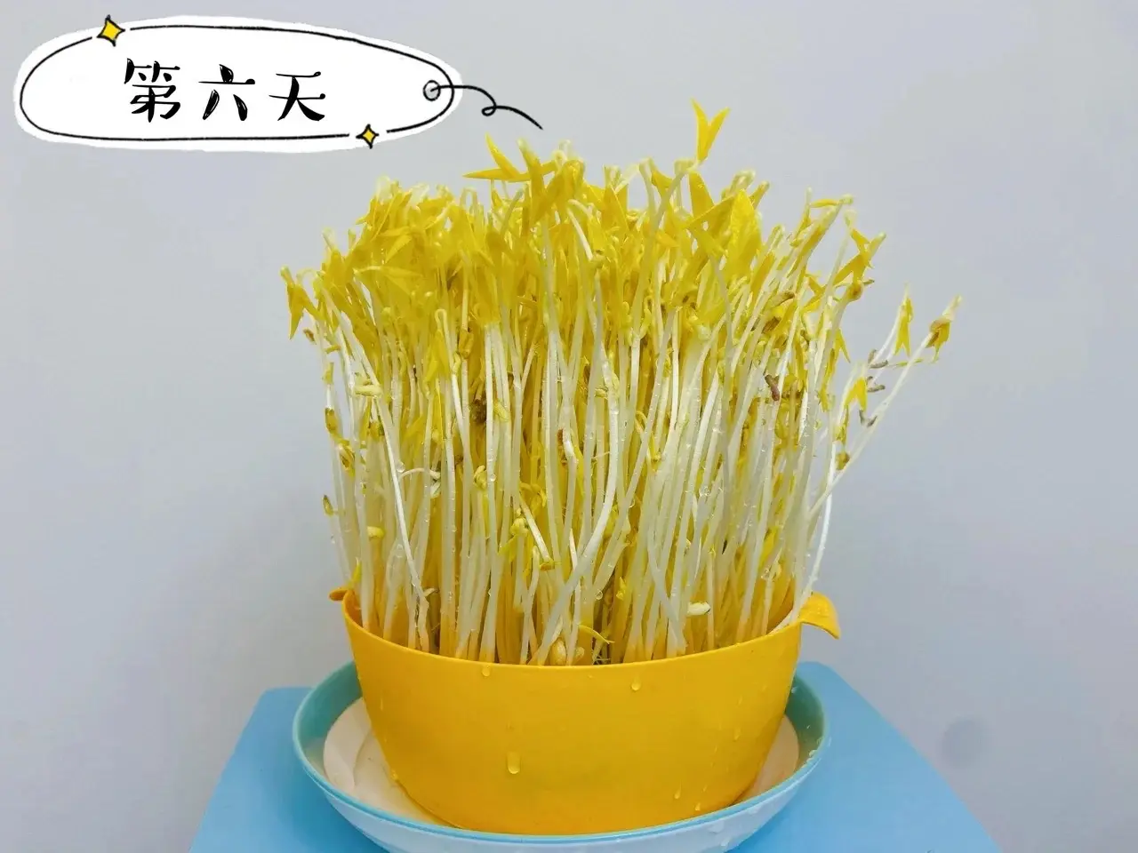 绿豆芽怎么发豆芽的步骤全程指南,享受自家轻松培育新鲜豆芽