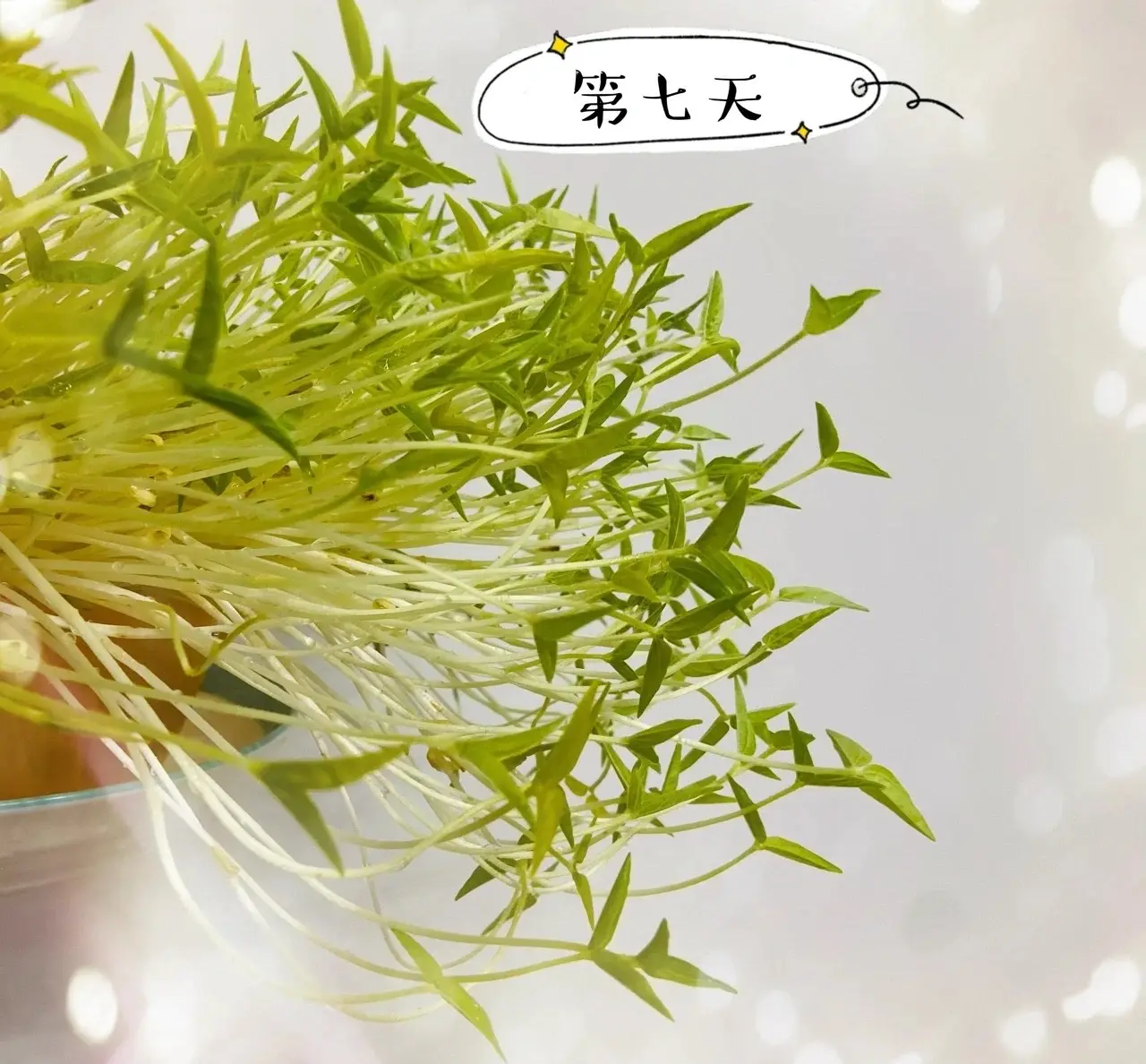 绿豆芽怎么发豆芽的步骤全程指南,享受自家轻松培育新鲜豆芽