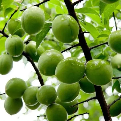 酸梅是哪里种植出来的水果?福建、广东与云南是中国酸梅的核心产区