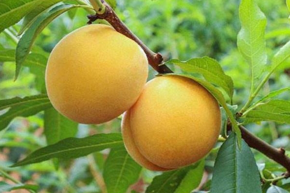 <b>黄桃树的管理及病虫害防治方法，守护黄桃之美。</b>