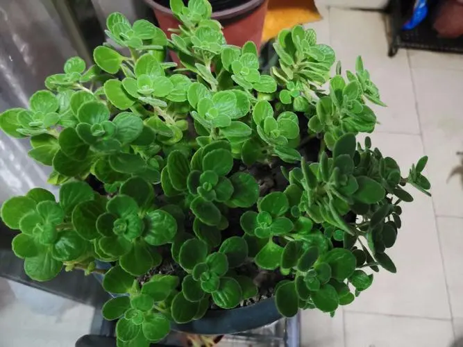 碰碰香养护秘籍:打造满室芬芳的绿色小天地