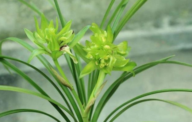 <b>春兰兰花养殖秘籍：环境温度控制、肥料施用与病虫害防治方法</b>