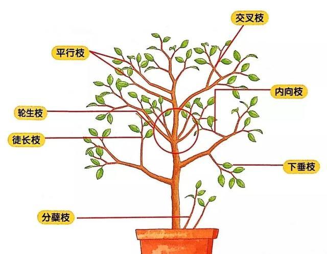 平安树修剪手册:时间选择、工具准备与修剪枝步骤让美丽加倍