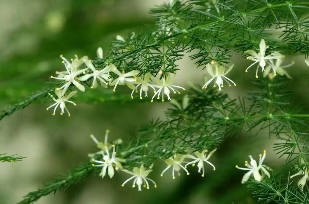 <b>文竹会开花吗？文竹隐藏的开花秘密，这份美值得你等待！</b>