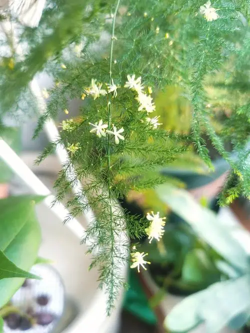 文竹会开花吗?文竹隐藏的开花秘密,这份美值得你等待!
