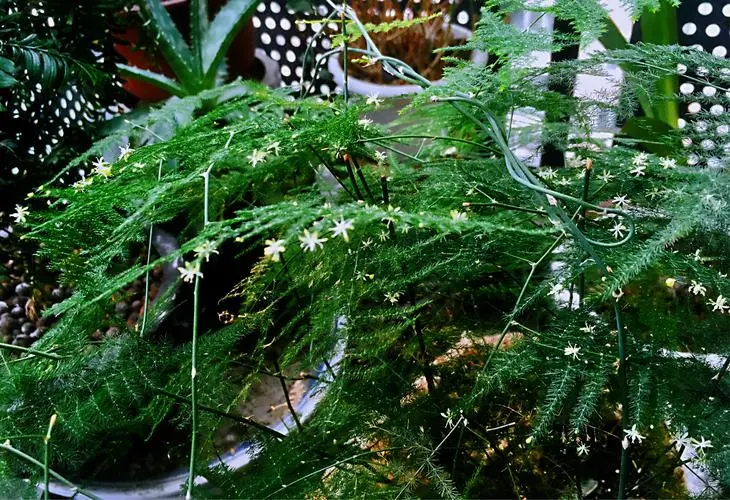 文竹会开花吗?文竹隐藏的开花秘密,这份美值得你等待!