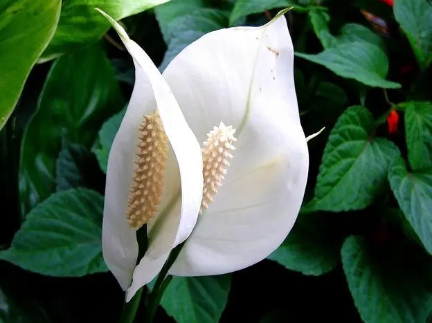 <b>一帆风顺花的开花指南：从环境适应到营养补充，轻松打造满室芬芳</b>