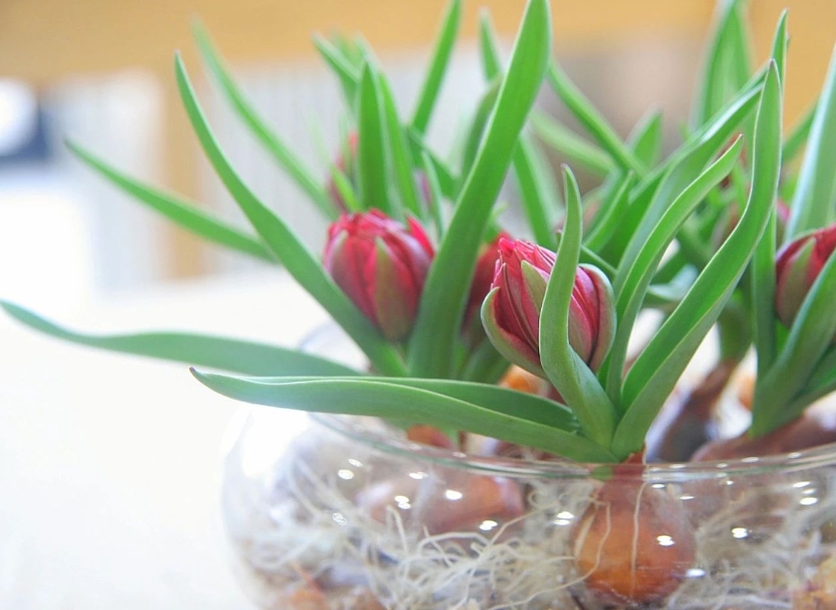 <strong>郁金香第二年还会发芽开花吗?科学养护确保年年花开不断</strong>
