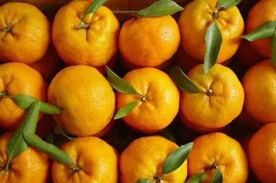 芦柑吃多了会上火吗?揭秘芦柑的性味与科学食用美味