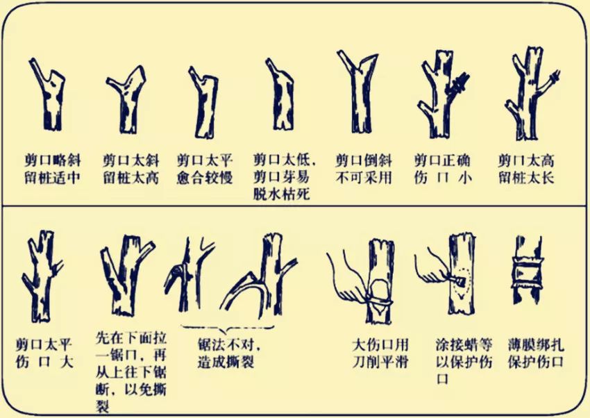脐橙树怎么修枝剪枝方法,通过科学修剪,促进健康生长与丰产