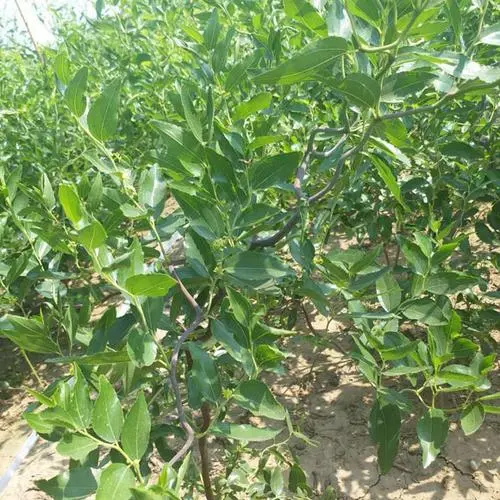 蜜枣树苗品种大比拼:精选高产优质品种,打造丰收佳果