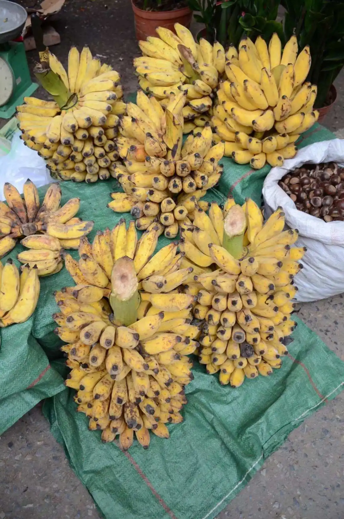 芭蕉树的果实能吃吗?美味与营养并存的热带自然风味馈赠