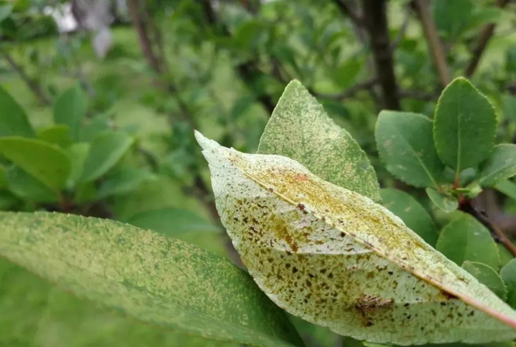 <strong>绿化植物养殖：病害发生的原因揭秘让城市绿意更持久</strong>