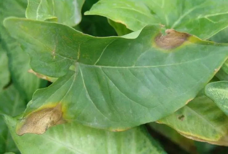 绿化植物养殖:病害发生的原因揭秘让城市绿意更持久