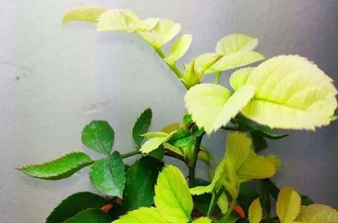 花卉养殖黄叶之谜:专家教你根源入手如何对症下药