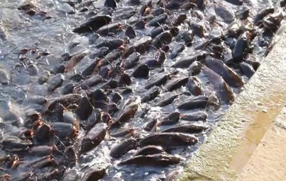 <strong>鱼塘惨剧：四大元凶致鱼种越冬死亡难逃厄运</strong>