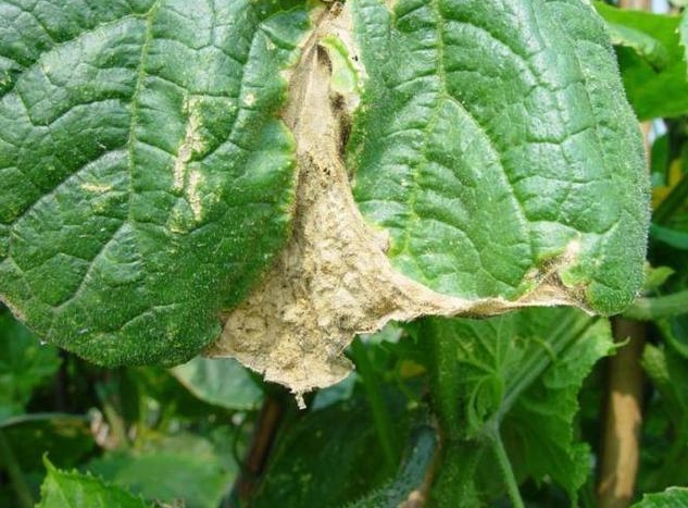 <strong>【种植宝典】冬季大棚蔬菜冬季肥害，四大隐形杀手浮出水面！</strong>